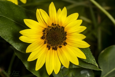 Sun Flower, Austin, Texas